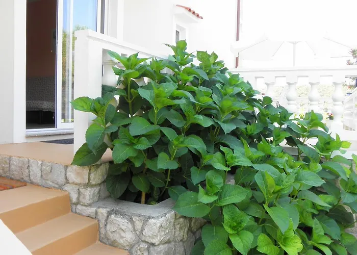 Viola アパート *